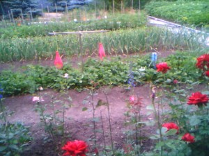Flowers, Vegetables and Bird Scarers in In-Law's Back Garden, Astana Kazakhstan