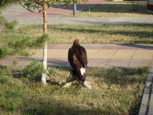 Bird Of Prey In Astana Park