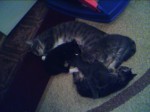 Tishka And Her Four Kittens. Blurry. Sorry.