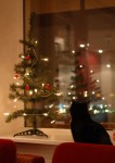 Kara And The Christmas Tree