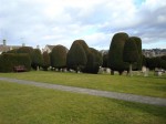 The Mysterious Yew Trees In Painswick