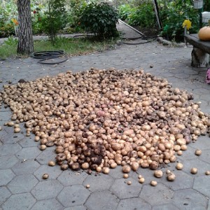 Potatoes Drying Out